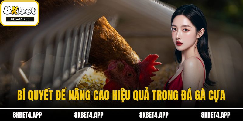 Đá Gà Cựa - Bí Mật Của Trò Chơi Truyền Thống Đầy Hấp Dẫn Bí quyết để nâng cao hiệu quả trong đá gà cựa