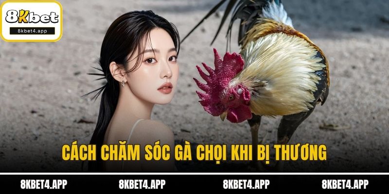 Chăm Sóc Gà Chọi Từ A Đến Z - Hướng Dẫn Chi Tiết Từng Bước Cách chăm sóc gà chọi khi bị thương