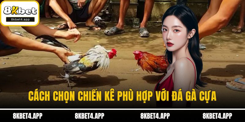 Đá Gà Cựa - Bí Mật Của Trò Chơi Truyền Thống Đầy Hấp Dẫn Cách chọn chiến kê phù hợp với đá gà cựa