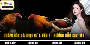 chăm sóc gà chọi