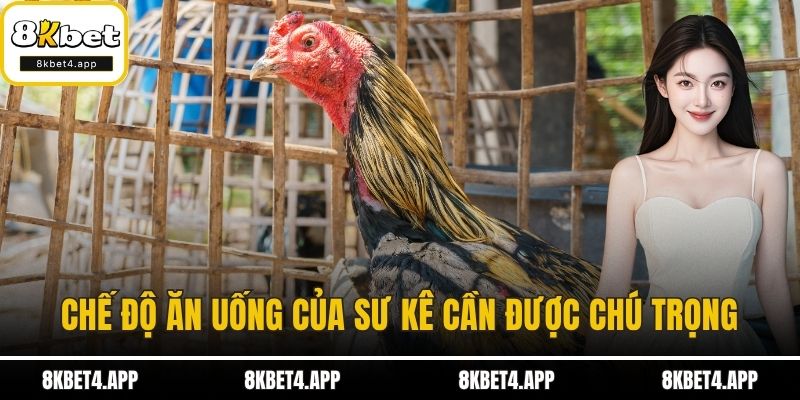 Chăm Sóc Gà Chọi Từ A Đến Z - Hướng Dẫn Chi Tiết Từng Bước Chế độ ăn uống của sư kê cần được chú trọng