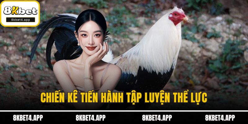 Cách Đổ Gà Lai Mỹ - Kỹ Thuật Nuôi Gà Mạnh Mẽ Và Hiệu Quả Chiến kê tiến hành tập luyện thể lực
