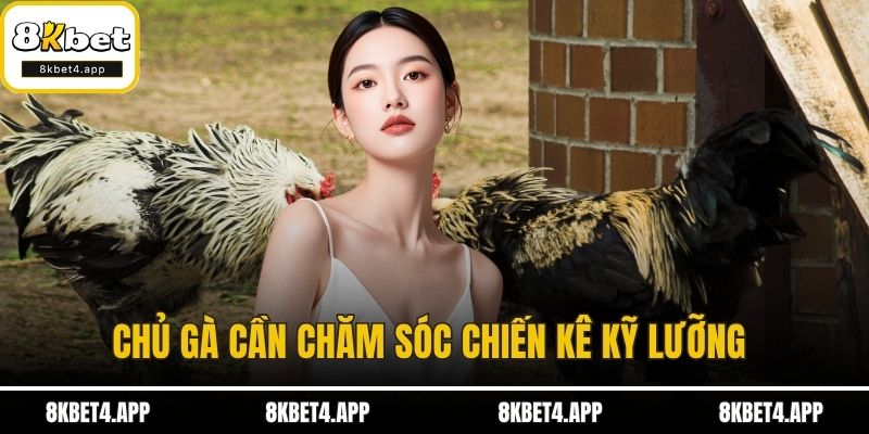 Chăm Sóc Gà Chọi Từ A Đến Z - Hướng Dẫn Chi Tiết Từng Bước Chủ gà cần chăm sóc chiến kê kỹ lưỡng