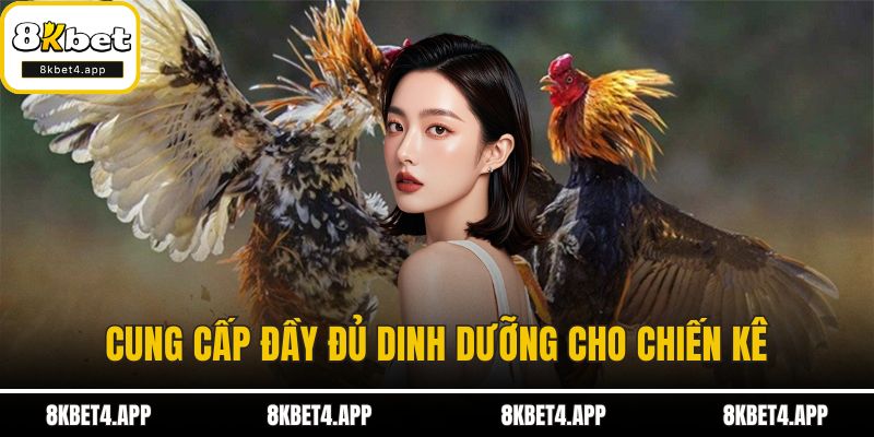 Gà Tơ Vỡ Đòn - Nguyên Nhân Và Cách Phòng Tránh Hiệu Quả Cung cấp đầy đủ dinh dưỡng cho chiến kê