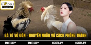 Gà tơ vỡ đòn