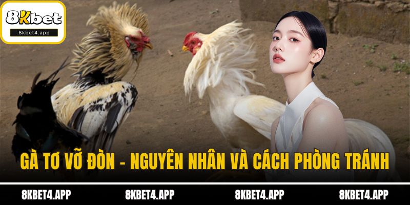 Gà tơ vỡ đòn