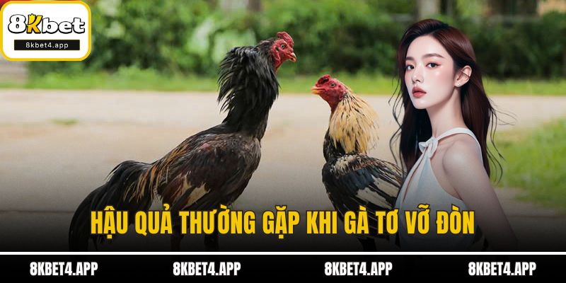 Gà Tơ Vỡ Đòn - Nguyên Nhân Và Cách Phòng Tránh Hiệu Quả Hậu quả thường gặp khi gà tơ vỡ đòn