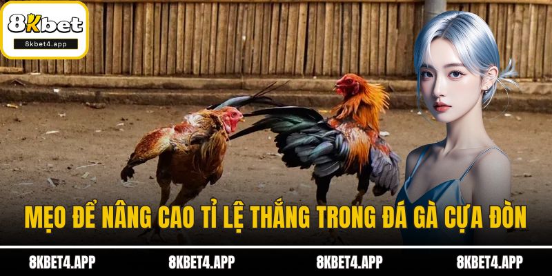 Đá Gà Cựa Đòn - Sân Chơi Đầy Kịch Tính và Bí Kíp Thành Công Mẹo để nâng cao tỉ lệ thắng trong đá gà cựa đòn