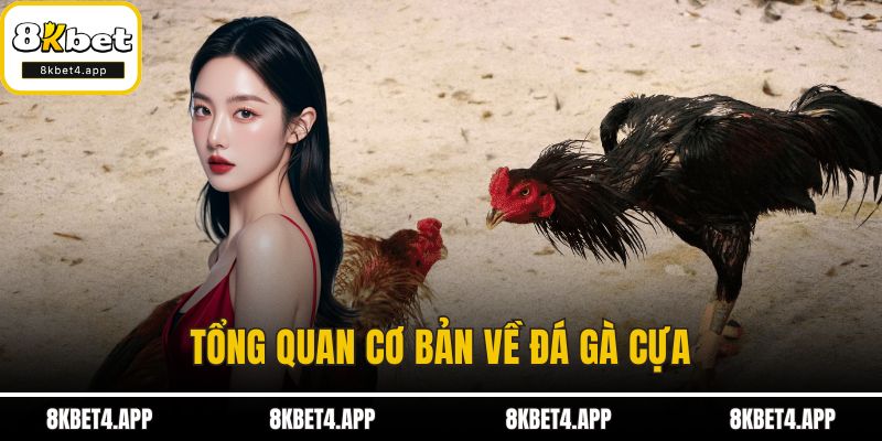 Đá Gà Cựa - Bí Mật Của Trò Chơi Truyền Thống Đầy Hấp Dẫn Tổng quan cơ bản về đá gà cựa