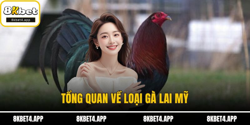 Cách Đổ Gà Lai Mỹ - Kỹ Thuật Nuôi Gà Mạnh Mẽ Và Hiệu Quả Tổng quan về loại gà lai Mỹ